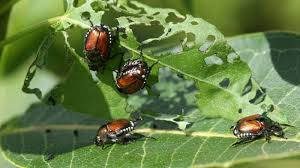 Popilia japonica - Cosa fare